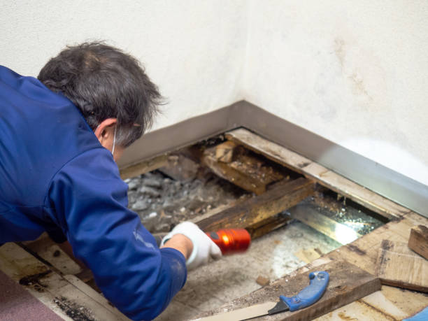 Best Certified Mold Removal  in Sacramento, CA