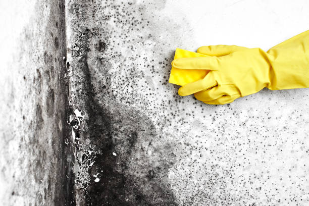 Best Black Mold Removal  in Sacramento, CA