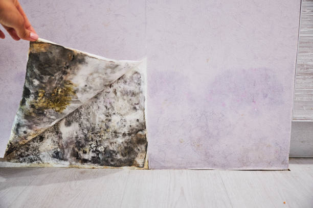 Best Fast Mold Removal  in Sacramento, CA